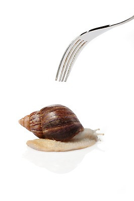 포토 JPG 스튜디오촬영 동물 한마리 식기 백그라운드 포크 컨셉 연체동물 실내 사람없음 공백 오브젝트 달팽이 국내포토 1 무척추동물 내부 파일형식