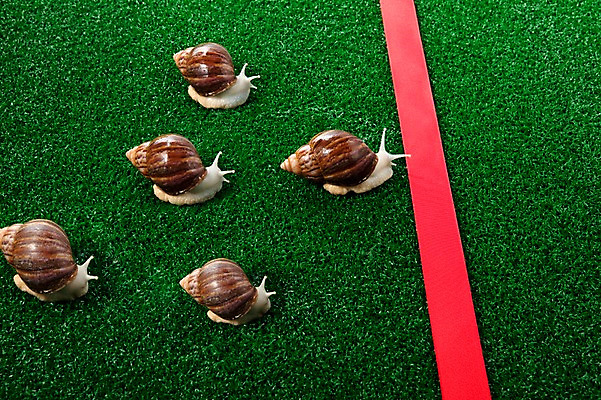 포토 JPG 스튜디오촬영 동물 백그라운드 컨셉 여러마리 연체동물 실내 경기 사람없음 오브젝트 달팽이 결승선 국내포토 스포츠 다수 무척추동물 내부 파일형식