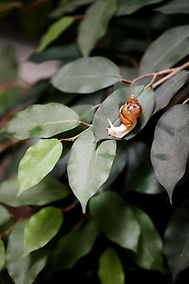 포토 JPG 스튜디오촬영 식물 동물 한마리 백그라운드 컨셉 잎 나뭇잎 연체동물 실내 사람없음 오브젝트 달팽이 국내포토 1 무척추동물 내부 파일형식