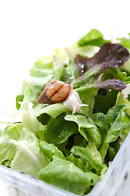 포토 JPG 스튜디오촬영 동물 한마리 백그라운드 컨셉 채소 연체동물 실내 사람없음 오브젝트 달팽이 국내포토 1 무척추동물 내부 파일형식