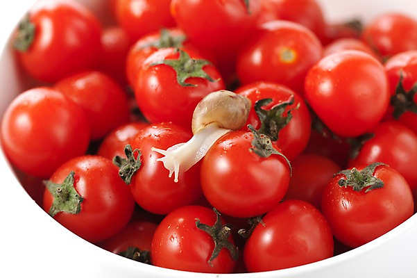 포토 JPG 스튜디오촬영 동물 한마리 그릇 음식 백그라운드 컨셉 토마토 채소 방울토마토 연체동물 실내 사람없음 오브젝트 달팽이 국내포토 1 식기 무척추동물 내부 파일형식