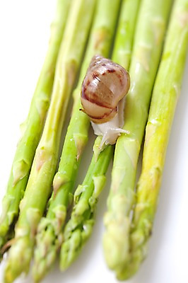 포토 JPG 스튜디오촬영 식물 동물 한마리 줄기 백그라운드 컨셉 연체동물 실내 사람없음 오브젝트 달팽이 국내포토 1 무척추동물 내부 파일형식