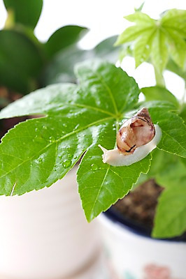 포토 JPG 스튜디오촬영 식물 동물 한마리 화분 백그라운드 컨셉 잎 연체동물 실내 사람없음 오브젝트 달팽이 국내포토 1 무척추동물 내부 파일형식