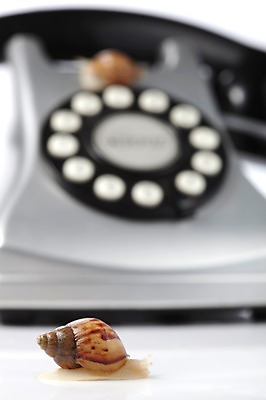 포토 JPG 스튜디오촬영 동물 백그라운드 컨셉 두마리 연체동물 실내 사람없음 통신기기 가전제품 전화기 오브젝트 달팽이 국내포토 2 통신 무척추동물 내부 기계 파일형식