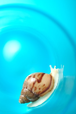 포토 JPG 스튜디오촬영 동물 한마리 백그라운드 컨셉 연체동물 실내 사람없음 공백 오브젝트 달팽이 국내포토 1 무척추동물 내부 파일형식