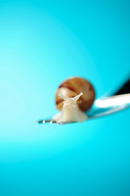 포토 JPG 스튜디오촬영 동물 한마리 식기 백그라운드 포크 컨셉 연체동물 실내 사람없음 공백 오브젝트 달팽이 국내포토 1 무척추동물 내부 파일형식