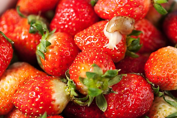 포토 JPG 스튜디오촬영 동물 한마리 음식 백그라운드 컨셉 과일 딸기 연체동물 실내 사람없음 오브젝트 달팽이 제철과일 국내포토 1 무척추동물 내부 제철 파일형식