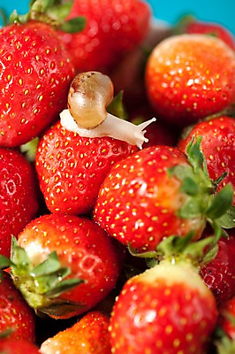 포토 JPG 스튜디오촬영 동물 한마리 음식 백그라운드 컨셉 과일 딸기 연체동물 실내 사람없음 오브젝트 달팽이 제철과일 국내포토 1 무척추동물 내부 제철 파일형식