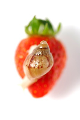 포토 JPG 스튜디오촬영 동물 한마리 음식 백그라운드 컨셉 과일 딸기 연체동물 실내 사람없음 오브젝트 달팽이 국내포토 1 무척추동물 내부 파일형식