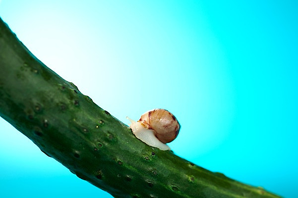 포토 JPG 스튜디오촬영 동물 한마리 음식 백그라운드 컨셉 채소 오이 연체동물 실내 사람없음 공백 오브젝트 달팽이 국내포토 1 무척추동물 내부 파일형식