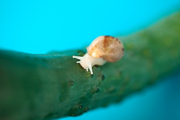 포토 JPG 스튜디오촬영 동물 한마리 음식 백그라운드 컨셉 채소 오이 연체동물 실내 사람없음 오브젝트 달팽이 국내포토 1 무척추동물 내부 파일형식