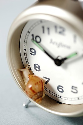 포토 JPG 스튜디오촬영 동물 한마리 기호 시계 백그라운드 컨셉 연체동물 실내 사람없음 숫자 시간 시곗바늘 오브젝트 달팽이 탁상시계 국내포토 문자 1 무척추동물 내부 파일형식