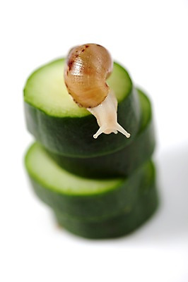 포토 JPG 스튜디오촬영 동물 한마리 음식 백그라운드 컨셉 채소 오이 연체동물 실내 누끼 사람없음 오브젝트 달팽이 국내포토 1 무척추동물 내부 파일형식