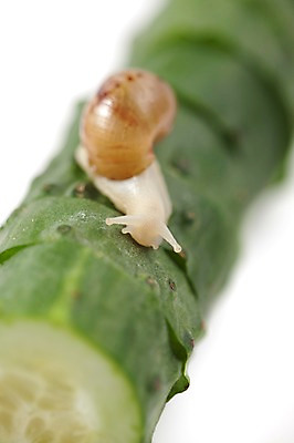 포토 JPG 스튜디오촬영 동물 한마리 음식 백그라운드 컨셉 채소 오이 연체동물 실내 누끼 사람없음 오브젝트 달팽이 국내포토 1 무척추동물 내부 파일형식