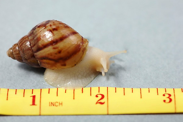 포토 JPG 스튜디오촬영 동물 한마리 백그라운드 컨셉 연체동물 실내 줄자 자 사람없음 오브젝트 달팽이 국내포토 1 문구용품 무척추동물 내부 파일형식