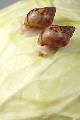 포토 JPG 스튜디오촬영 동물 음식 백그라운드 컨셉 두마리 채소 연체동물 실내 사람없음 오브젝트 달팽이 양배추 국내포토 2 무척추동물 내부 파일형식