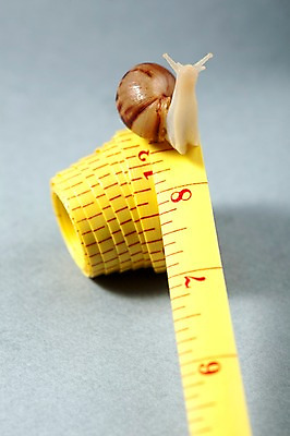 포토 JPG 스튜디오촬영 동물 한마리 백그라운드 컨셉 연체동물 실내 줄자 자 사람없음 오브젝트 달팽이 국내포토 1 문구용품 무척추동물 내부 파일형식