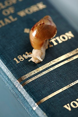 포토 JPG 스튜디오촬영 동물 한마리 백그라운드 컨셉 연체동물 실내 사람없음 책 오브젝트 달팽이 국내포토 1 무척추동물 내부 파일형식