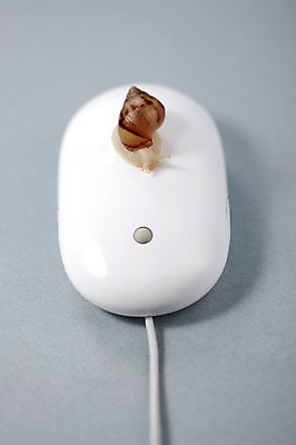 포토 JPG 스튜디오촬영 동물 한마리 백그라운드 컨셉 연체동물 실내 사람없음 컴퓨터용품 마우스 오브젝트 달팽이 국내포토 1 무척추동물 내부 파일형식