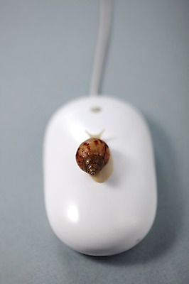 포토 JPG 스튜디오촬영 동물 한마리 백그라운드 컨셉 연체동물 실내 사람없음 컴퓨터용품 마우스 오브젝트 달팽이 국내포토 1 무척추동물 내부 파일형식