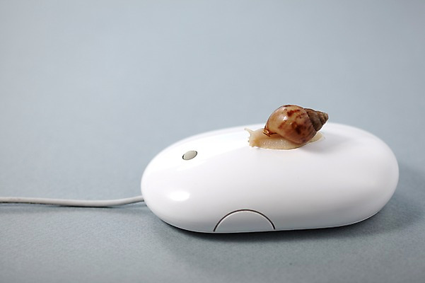 포토 JPG 스튜디오촬영 동물 한마리 백그라운드 컨셉 연체동물 실내 사람없음 컴퓨터용품 마우스 오브젝트 달팽이 국내포토 1 무척추동물 내부 파일형식