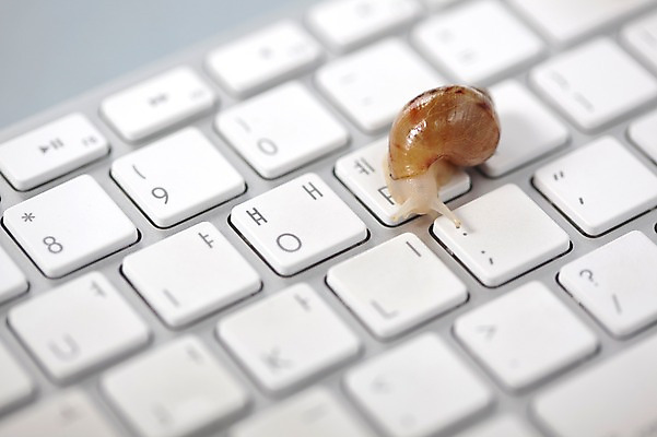 포토 JPG 스튜디오촬영 동물 한마리 백그라운드 컨셉 연체동물 실내 사람없음 컴퓨터용품 키보드 오브젝트 달팽이 국내포토 1 무척추동물 내부 파일형식