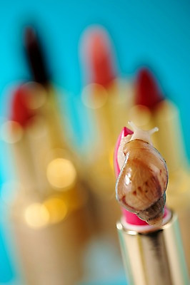 포토 JPG 스튜디오촬영 동물 한마리 백그라운드 컨셉 연체동물 실내 사람없음 화장품 립스틱 오브젝트 달팽이 국내포토 1 무척추동물 내부 뷰티 파일형식