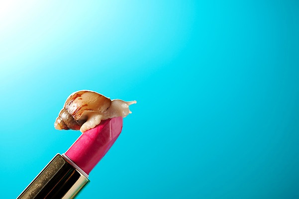 포토 JPG 스튜디오촬영 동물 한마리 백그라운드 컨셉 연체동물 실내 사람없음 화장품 공백 립스틱 오브젝트 달팽이 국내포토 1 무척추동물 내부 뷰티 파일형식