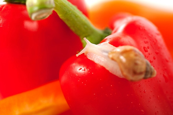 포토 JPG 스튜디오촬영 동물 한마리 음식 백그라운드 컨셉 채소 피망 연체동물 실내 사람없음 오브젝트 달팽이 국내포토 1 무척추동물 내부 파일형식