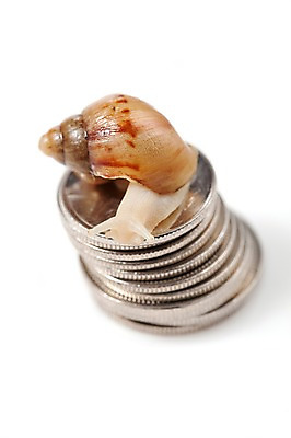 포토 JPG 스튜디오촬영 동물 한마리 백그라운드 컨셉 돈 연체동물 실내 누끼 사람없음 동전 공백 오브젝트 달팽이 국내포토 1 무척추동물 내부 재산 파일형식