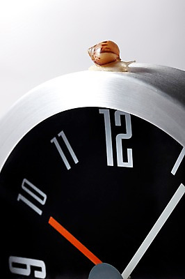 포토 JPG 스튜디오촬영 동물 한마리 기호 시계 백그라운드 컨셉 연체동물 실내 사람없음 숫자 시간 시곗바늘 오브젝트 달팽이 국내포토 문자 1 무척추동물 내부 파일형식