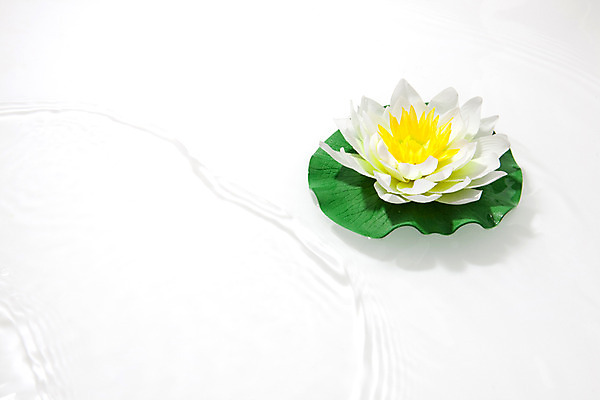 포토 JPG 스튜디오촬영 식물 꽃 종교 불교 종교용품 실내 연꽃 누끼 사람없음 불교용품 국내포토 내부 파일형식