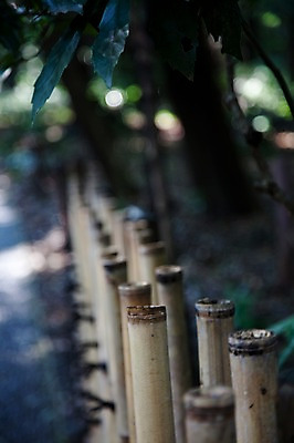 포토 JPG 주간 나무 식물 전통 아시아 백그라운드 일본문화 자연 풍경 사람없음 야외 관광지 울타리 일본 역사 숲 대나무 일본전통 메이지신궁 메이지진구 신사_일본건축 국내포토 자연요소 동양문화 나라 외국문화 여행 담장 생태계 일본건축 파일형식