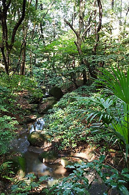 포토 JPG 주간 나무 식물 전통 아시아 백그라운드 잎 일본문화 자연 나뭇잎 풍경 사람없음 야외 물 관광지 일본 역사 숲 일본전통 메이지신궁 메이지진구 신사_일본건축 국내포토 자연요소 동양문화 나라 외국문화 여행 생태계 일본건축 파일형식
