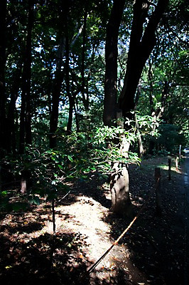 포토 JPG 주간 나무 식물 전통 아시아 백그라운드 일본문화 자연 풍경 사람없음 야외 관광지 일본 역사 숲 일본전통 메이지신궁 메이지진구 신사_일본건축 국내포토 자연요소 동양문화 나라 외국문화 여행 생태계 일본건축 파일형식