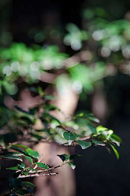 포토 JPG 주간 나무 식물 전통 아시아 백그라운드 잎 일본문화 자연 나뭇잎 풍경 사람없음 야외 관광지 일본 나뭇가지 역사 일본전통 메이지신궁 메이지진구 신사_일본건축 국내포토 자연요소 동양문화 나라 외국문화 여행 생태계 일본건축 파일형식