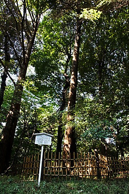 포토 JPG 주간 나무 식물 전통 아시아 일본문화 자연 알림판 풍경 사람없음 야외 관광지 울타리 일본 팻말 표지판 역사 숲 일본전통 메이지신궁 메이지진구 신사_일본건축 국내포토 자연요소 동양문화 나라 외국문화 여행 프레임 담장 생태계 일본건축 파일형식