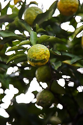 포토 JPG 주간 나무 식물 열매 아시아 음식 줄기 잎 과일 나뭇잎 풍경 사람없음 야외 일본 나뭇가지 유자 일본음식 국내포토 자연요소 나라 파일형식