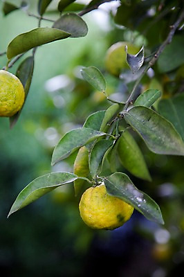 포토 JPG 주간 나무 식물 열매 아시아 음식 줄기 잎 과일 나뭇잎 풍경 사람없음 야외 일본 나뭇가지 유자 일본음식 국내포토 자연요소 나라 파일형식