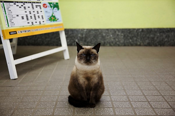 포토 JPG 동물 한마리 전통 아시아 일본문화 포유류 실내 앉기 풍경 사람없음 관광지 일본 고양이 역사 일본전통 동물라이프 반려 에노시마 국내포토 1 동양문화 라이프스타일 나라 외국문화 여행 모션 내부 반려동물 파일형식