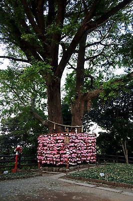 포토 JPG 주간 나무 식물 전통 아시아 종교 일본문화 풍경 사람없음 야외 관광지 일본 역사 일본전통 에노시마 에마 국내포토 자연요소 동양문화 나라 외국문화 여행 파일형식