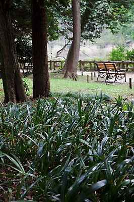 포토 JPG 주간 나무 식물 공원 아시아 일본문화 벤치 자연 풍경 초원 사람없음 야외 울타리 일본 풀 이노카시라공원 국내포토 자연요소 동양문화 공공시설 나라 외국문화 의자 담장 도쿄 생태계 파일형식
