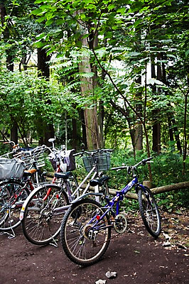 포토 JPG 주간 나무 식물 공원 아시아 육상교통 일본문화 자연 풍경 사람없음 야외 일본 자전거 숲 이노카시라공원 국내포토 자연요소 동양문화 공공시설 나라 교통수단 외국문화 바이크 도쿄 생태계 파일형식