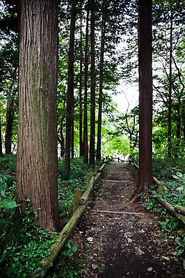 포토 JPG 주간 나무 식물 공원 아시아 길 일본문화 자연 풍경 사람없음 야외 계단 일본 산책로 숲 산길 이노카시라공원 국내포토 자연요소 동양문화 공공시설 나라 외국문화 도쿄 생태계 파일형식