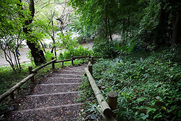 포토 JPG 주간 나무 식물 공원 아시아 길 일본문화 자연 풍경 사람없음 야외 하이앵글 계단 일본 산책로 숲 산길 이노카시라공원 국내포토 자연요소 동양문화 공공시설 나라 뷰포인트 외국문화 도쿄 생태계 파일형식
