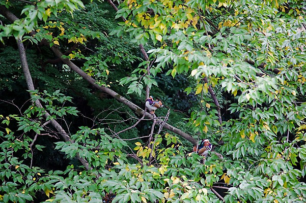 포토 JPG 주간 나무 식물 동물 아시아 잎 두마리 일본문화 조류 나뭇잎 오리 풍경 사람없음 야외 일본 나뭇가지 청둥오리 국내포토 자연요소 동양문화 나라 외국문화 2 파일형식