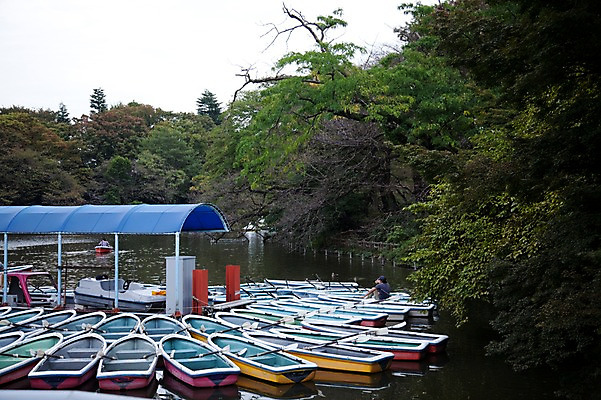 포토 JPG 주간 나무 식물 공원 아시아 호수 일본문화 자연 하늘 사람 풍경 야외 물 항구 일본 보트 이노카시라공원 선박 국내포토 자연요소 동양문화 공공시설 나라 외국문화 수상교통 배_교통 교통시설 도쿄 생태계 파일형식