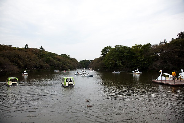 포토 JPG 주간 나무 식물 공원 아시아 호수 일본문화 하늘 사람 풍경 여러명 야외 일본 보트 오리배 이노카시라공원 선박 국내포토 자연요소 동양문화 공공시설 나라 외국문화 다수 수상교통 배_교통 도쿄 파일형식