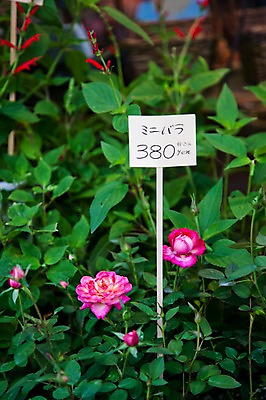 포토 JPG 식물 꽃 아시아 줄기 잎 일본문화 나뭇잎 풍경 사람없음 판매 일본 꽃집 가격표 국내포토 동양문화 나라 외국문화 상점 파일형식