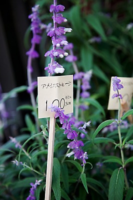 포토 JPG 식물 꽃 아시아 잎 일본문화 나뭇잎 풍경 사람없음 판매 일본 보라색 꽃집 가격표 국내포토 동양문화 나라 컬러 외국문화 상점 파일형식